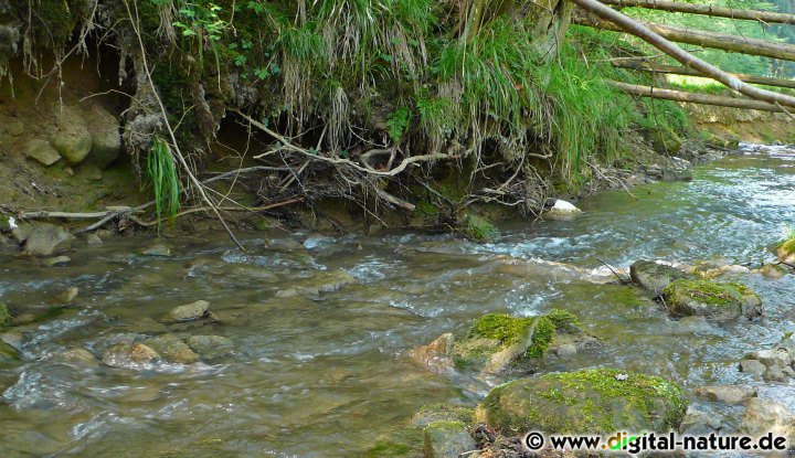 Westlich von Nienstedt liegt das Naturschutzgebiet Walterbachtal