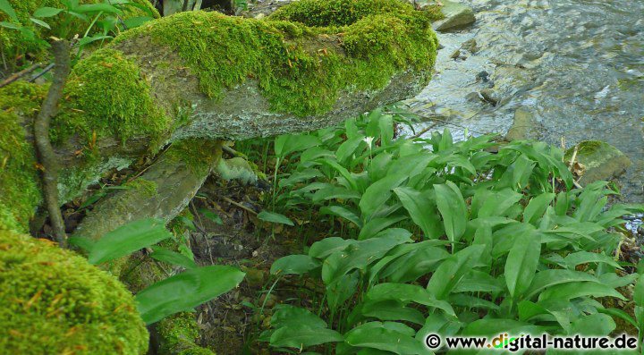 Auch in Sachen Orchideen ist der Deister interessant