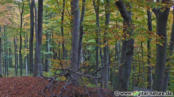 Dachs, Marder, Fuchs und Habicht im Deister