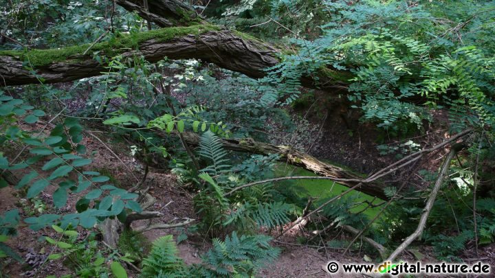 Robinie im Steinbruch