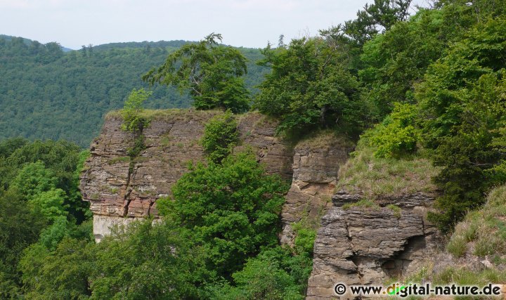 Hirschsprung am westlichen Rand des Hohensteins