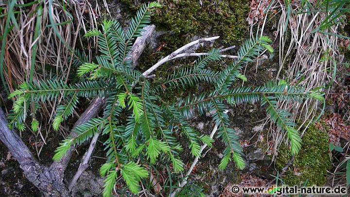 Vom Aussterben bedrohter Baum im Süntel