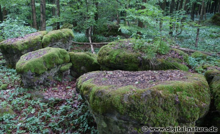 Kalkbuchen- und Schluchtwald-Vegetation