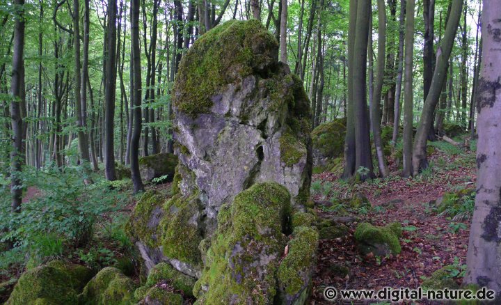 FFH-Gebiet und Naturwald-Reservat in Niedersachsen