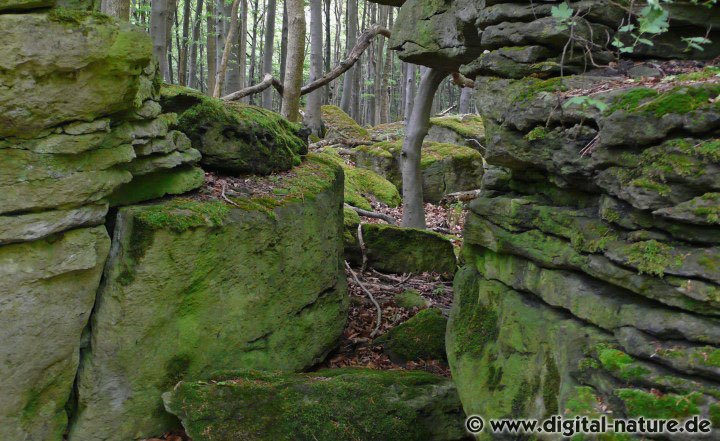 Rotbuche, Bergahorn und Esche im Ith