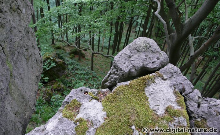 Lauensteiner Kopf und Falkenstein
