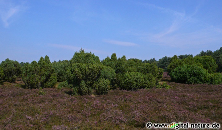 Pflanzen und Lebensräume in der Lüneburger Heide