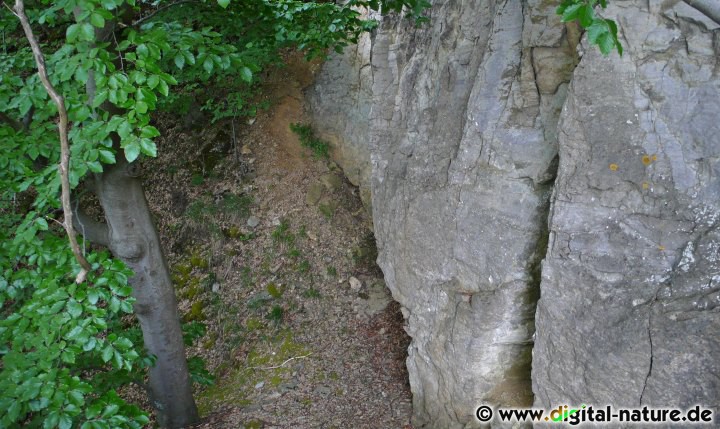 Der Hohenstein ist eine 350 Meter lange Felssteilwand