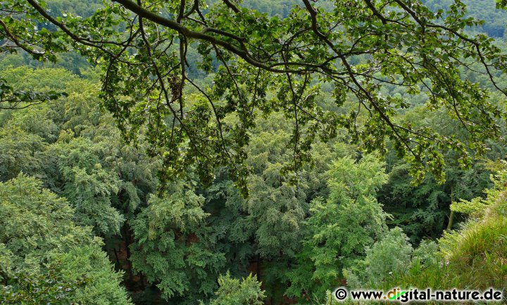 Botanische Rarität Süntelbuche