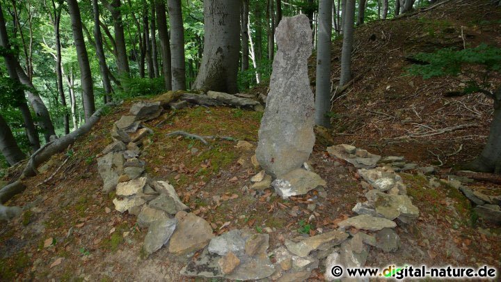 Landart im Buchenwald