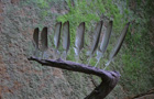 Stab der Federn