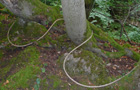 Schlangenlinie