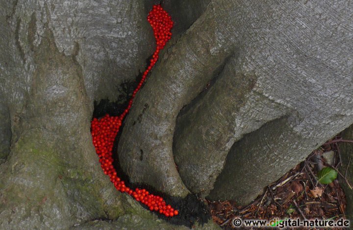 Landart: Beeren im Baum