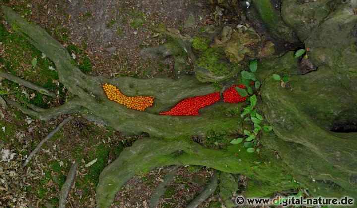 Landart mit Beeren
