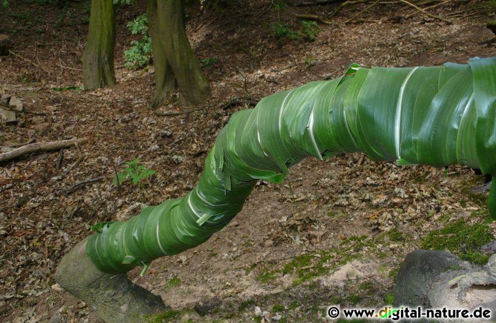 Landart-Fotos: Blatthaut