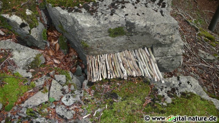 Naturkunst Fotos: Brücke