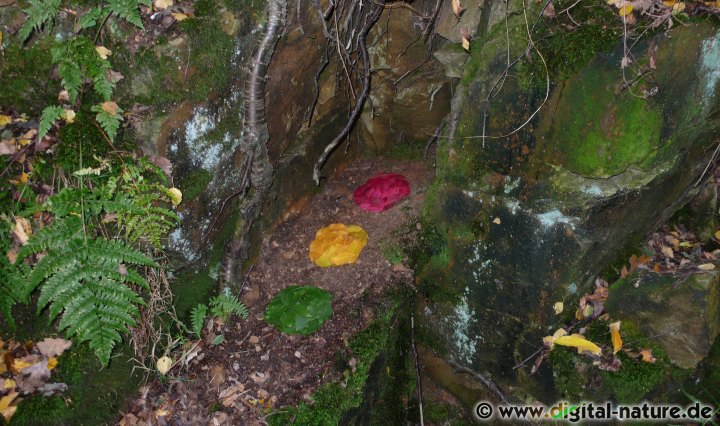 Kreise aus Blättern
