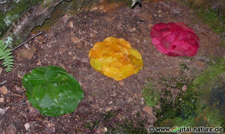 Naturkunst im Steinbruch