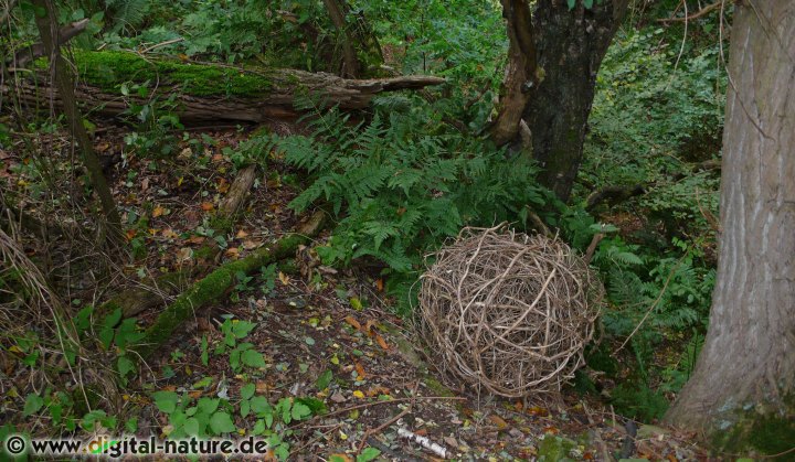 Landart-Fotos: Astkunstwerk