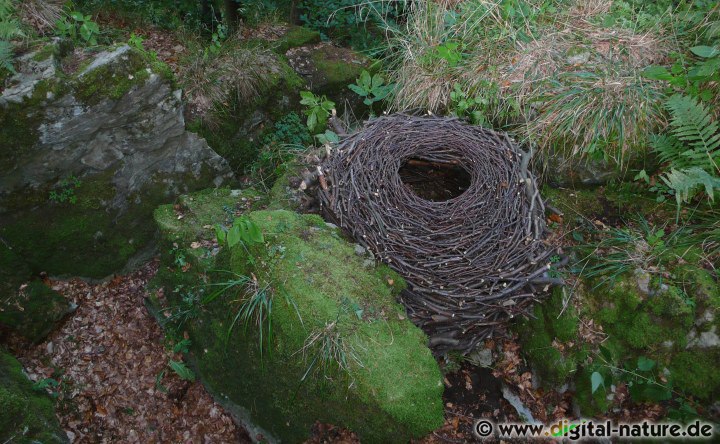 Nestloch