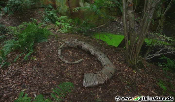 Landart-Kunstwerk aus Baumrinde