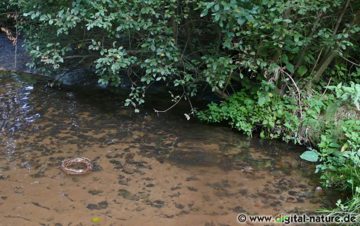 Weidenring im Wasser