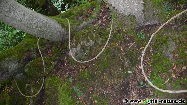 Schlangenlinie im Süntel