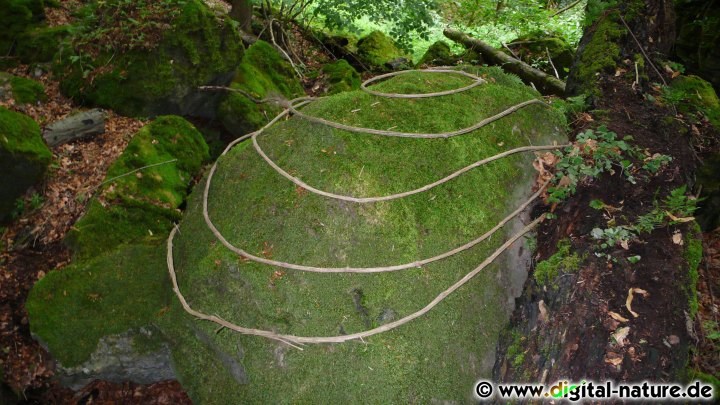 Naturkunst in der Schlucht