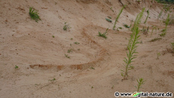 Schlange aus Sand