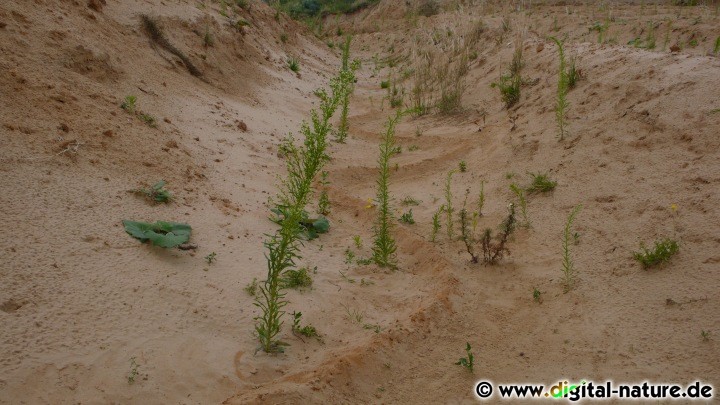 Landart Sandkunstwerk
