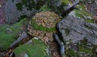 Bild Eins