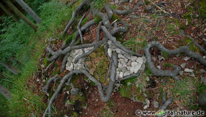 Steine und Wurzeln in der Landart