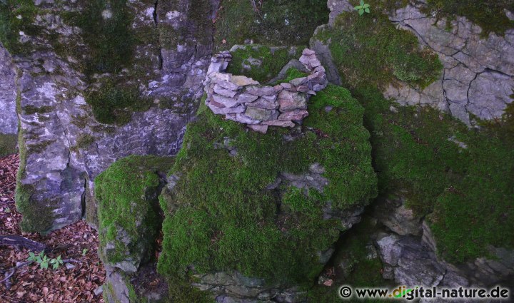 Steinnest im Süntel