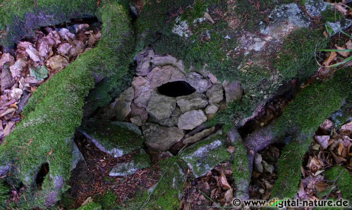 Das schwarze Auge