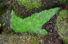 Blattbild