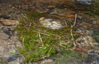 Unterwasser-Nest