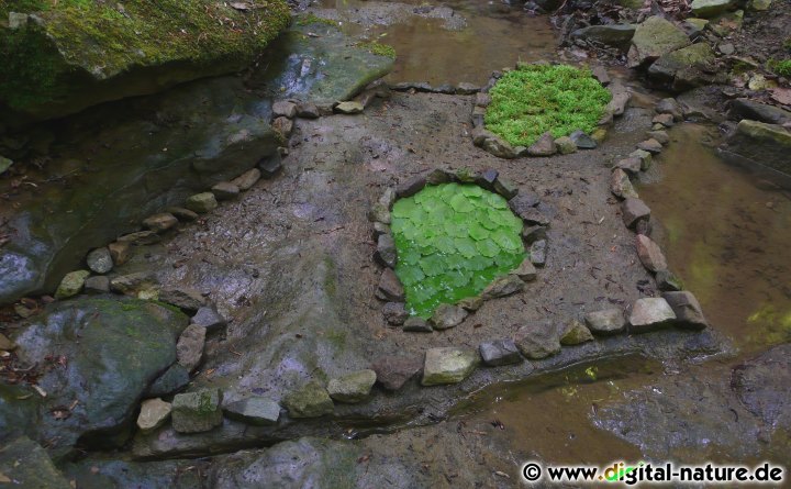 Naturkunst: Tropfen im Wasser