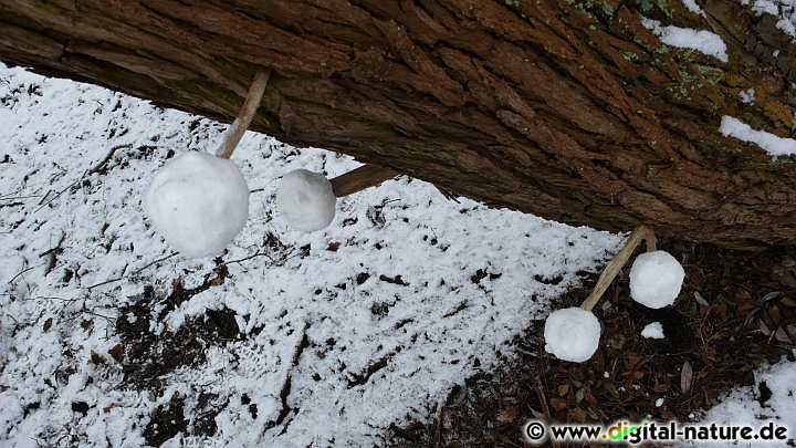 Schneebälle am Baum