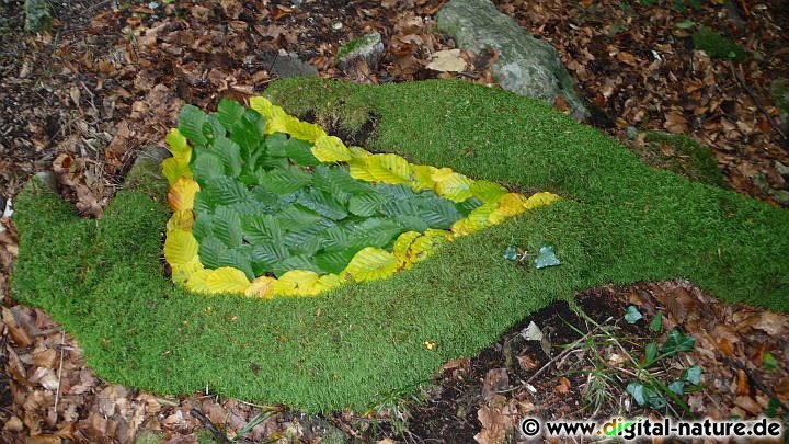 Landartfotos: Wurzelfläche