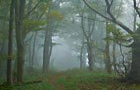 Süntel im Nebel