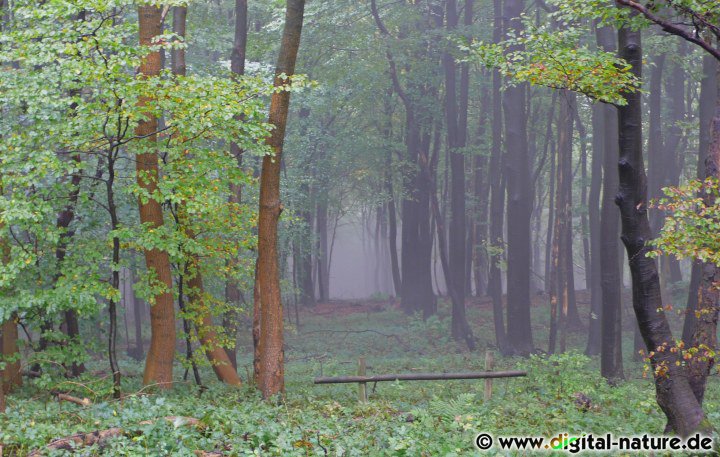 Nebelpfad im Wald