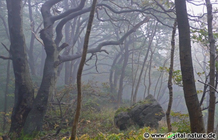 Knorrige Bäume im Nebel