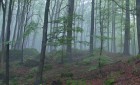 Bild Sieben