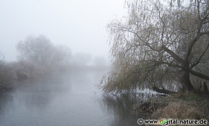 Wasser und Nebel