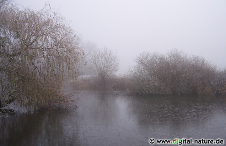 Nebelimpressionen im Winter