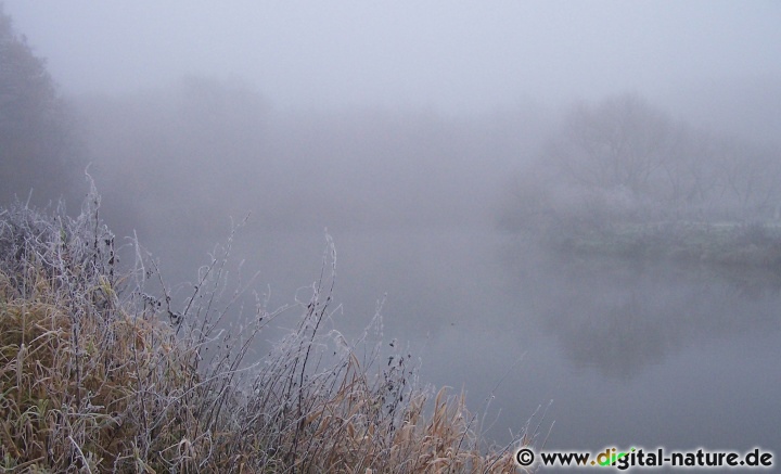 Dichter Nebel bei Neustadt