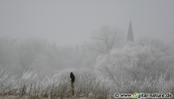 Winter und Nebel im Leinetal