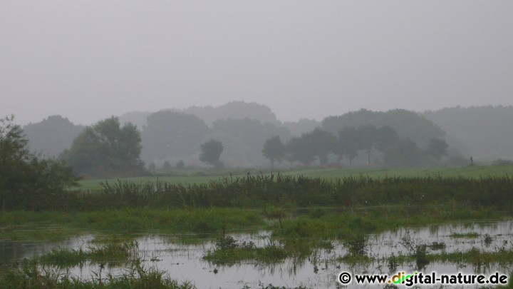 Hochwasser an der Leine