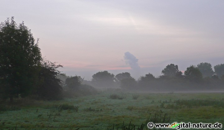 Morgendlicher Nebel im Leinetal