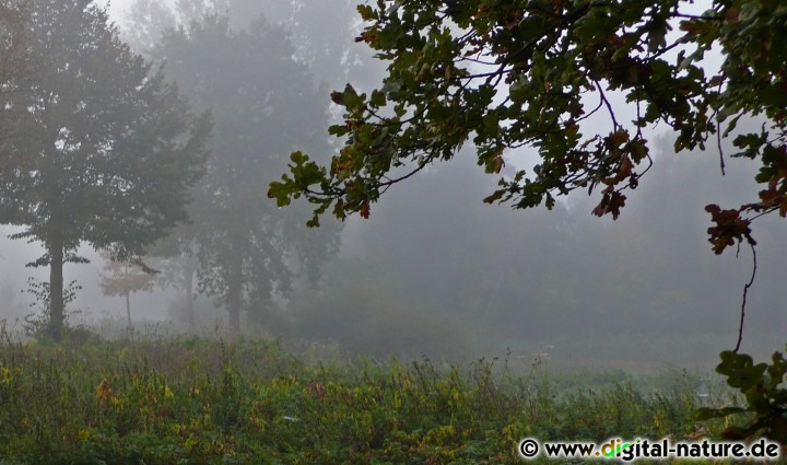 Nebelimpressionen aus Bordenau